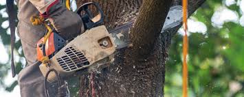 Best Weed Control  in South Pasadena, CA