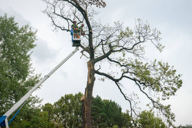 Best Fruit Tree Pruning  in South Pasadena, CA