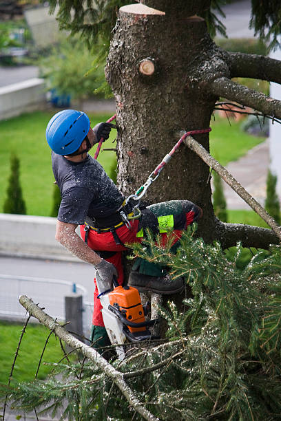 Best Lawn Drainage Solutions  in South Pasadena, CA