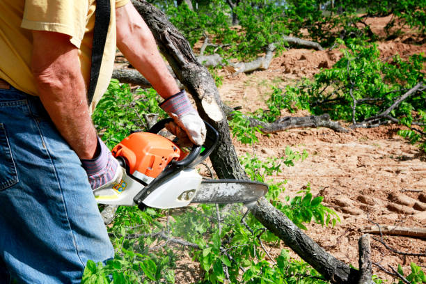Best Tree Preservation Services  in South Pasadena, CA